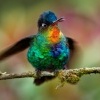 Kolibrik ohnivobrady - Panterpe insignis - Fiery-throated Hummingbird o1161